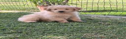 Golden Retriever cani in vendita: Cucciolo maschio Golden retriever pedigree ENCI  - Annuncio 7