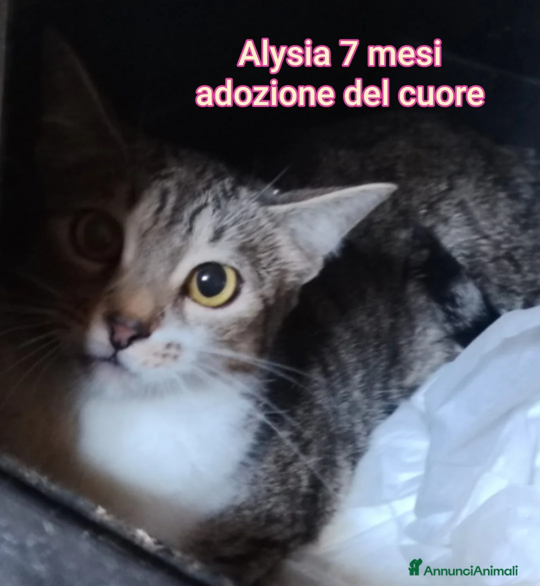 Europeo gatti in regalo: ADOTTA UN GATTINO! - Annuncio 7