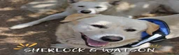 Meticcio cani in regalo: SHERLOCK & WATSON 💙 NON DIVIDERE IL LORO SORRISO a Città Metropolitana di Bologna - Annuncio 1