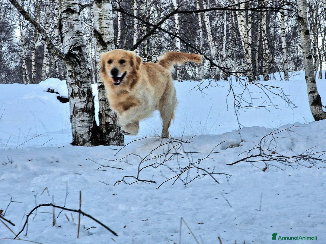 Golden Retriever cani per accoppiamento: PEDRO cerca fidanzata! a Città Metropolitana di Torino - Annuncio 14