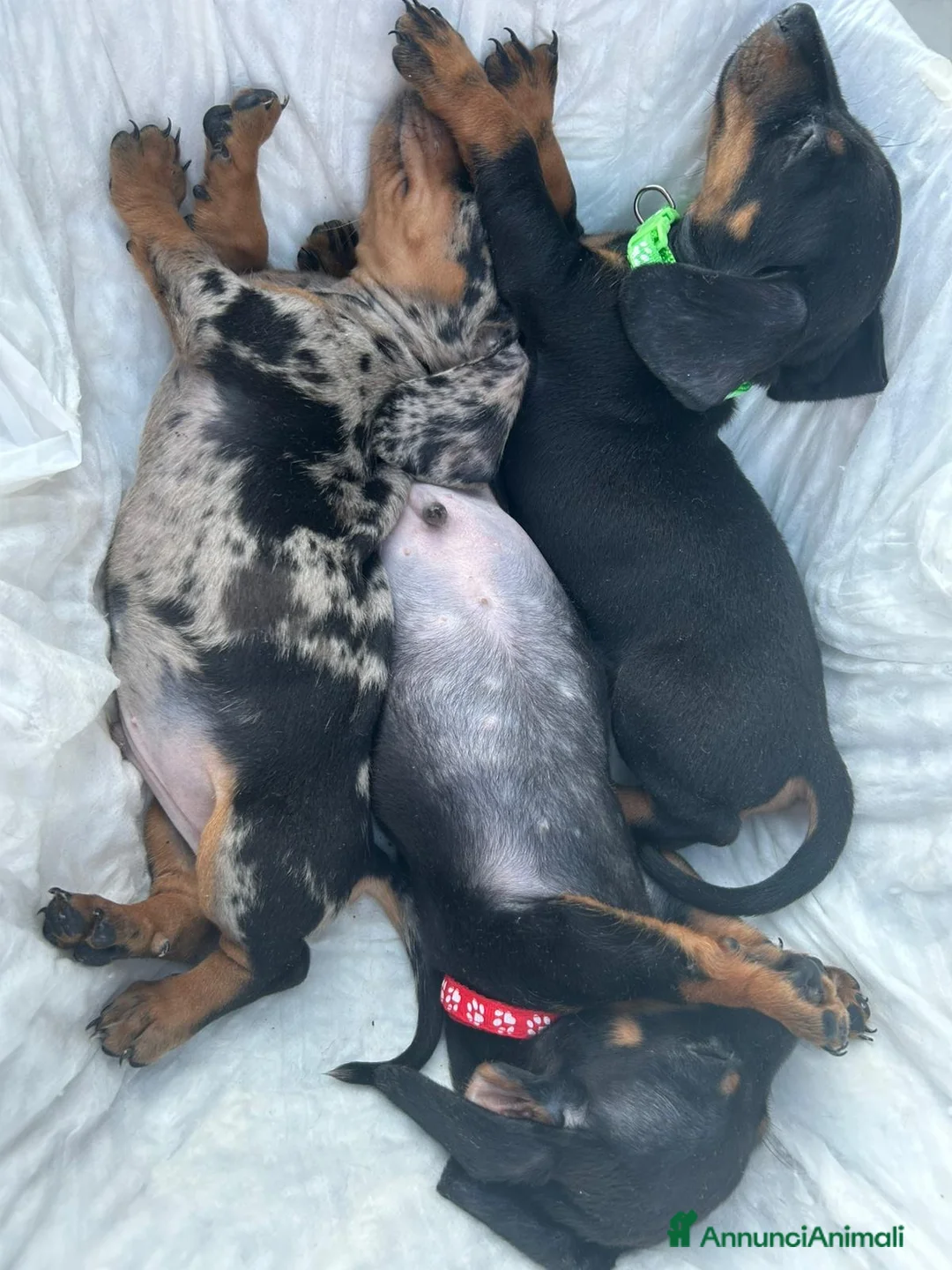 Immagine della galleria {{count}}