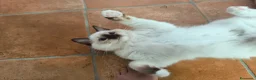 Ragdoll gatti in vendita: Ragdoll con pedigree Enfi - Annuncio 3
