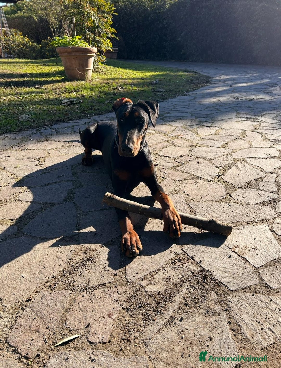Dobermann cani in regalo: Regalo Dobermann femmina di 3 anni - Annuncio 4