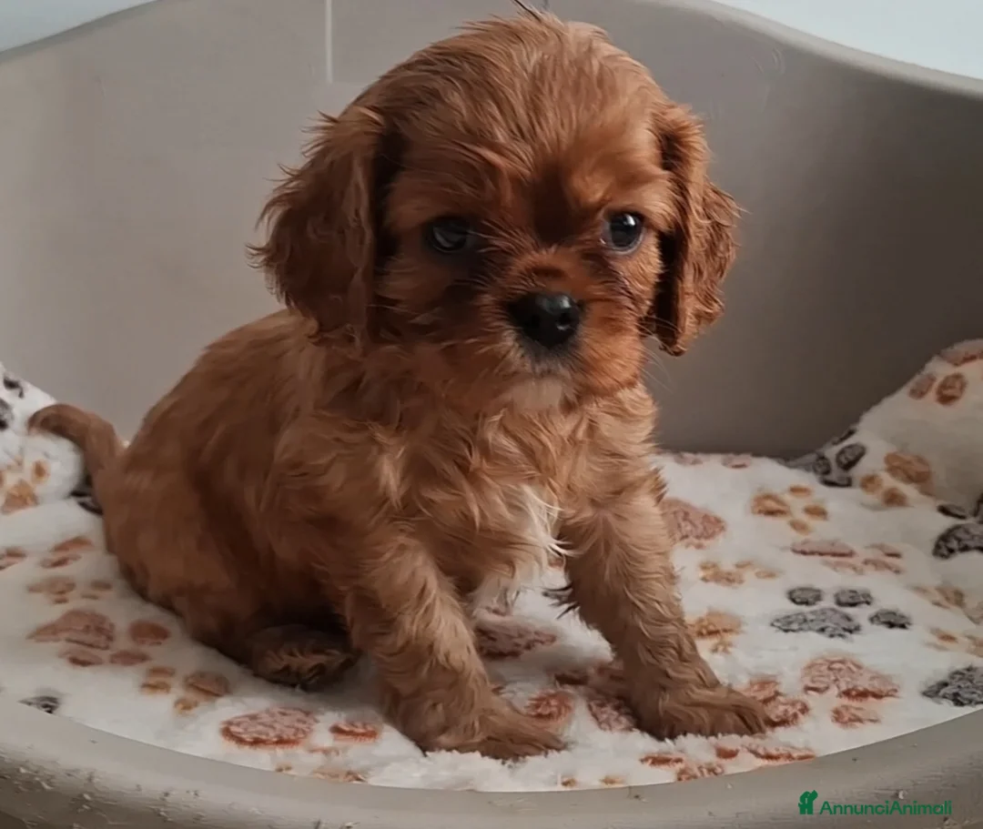 Cavalier King cani in vendita: Cuccioli di Cavalier king ruby - Annuncio 10