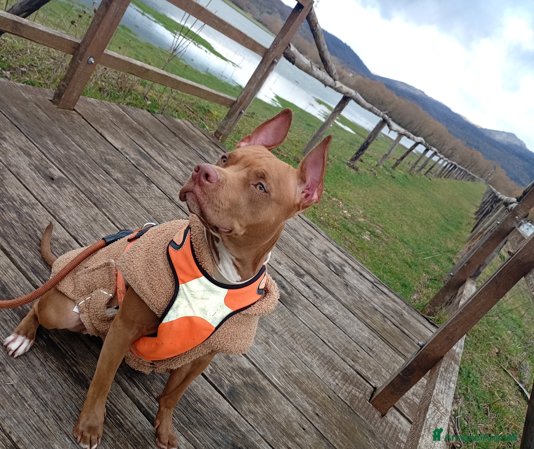 Pitbull cani CUCCIOLI AMERICAN PITBULL TERRIER UKC - Annuncio 1