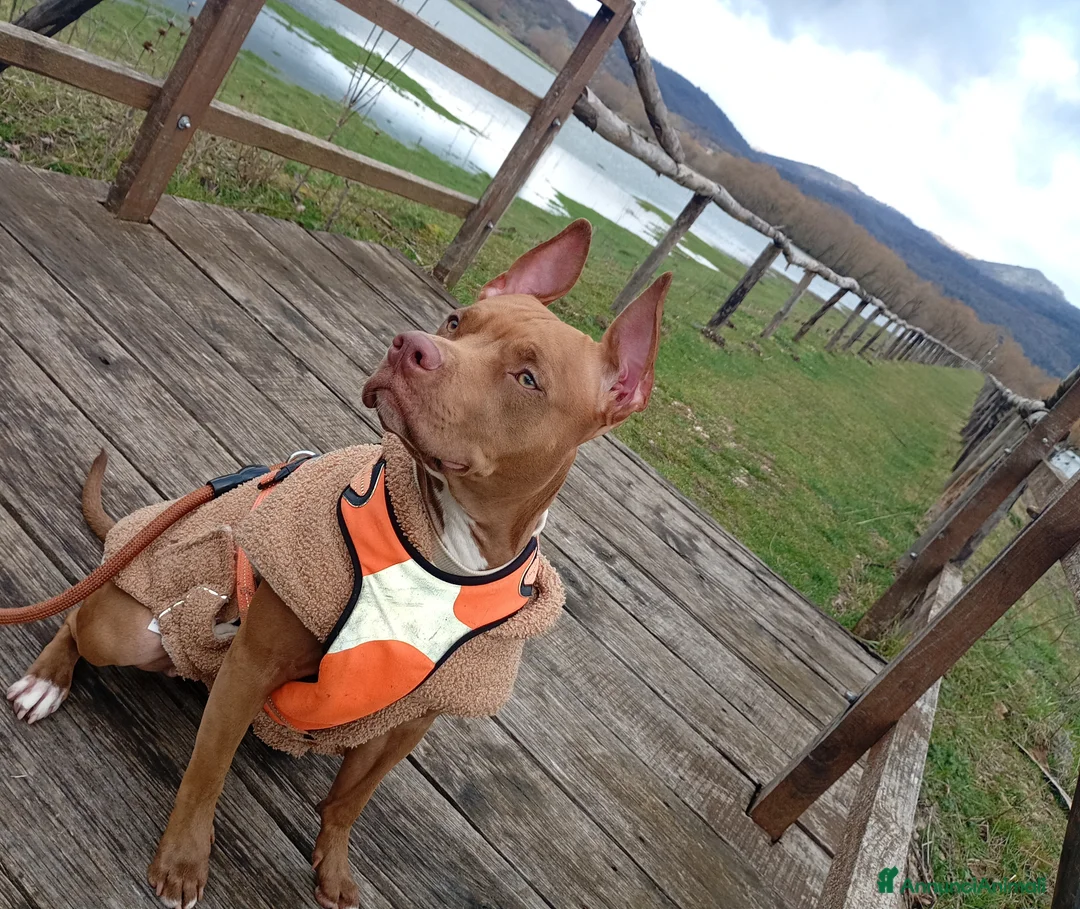 Pitbull cani in vendita: CUCCIOLI AMERICAN PITBULL TERRIER UKC - Annuncio 1