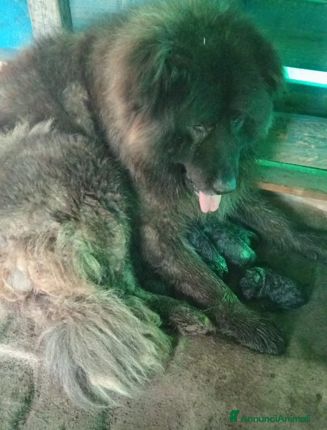 Pastore del Caucaso cani in vendita: Cuccioli pastore del Caucaso  - Annuncio 2