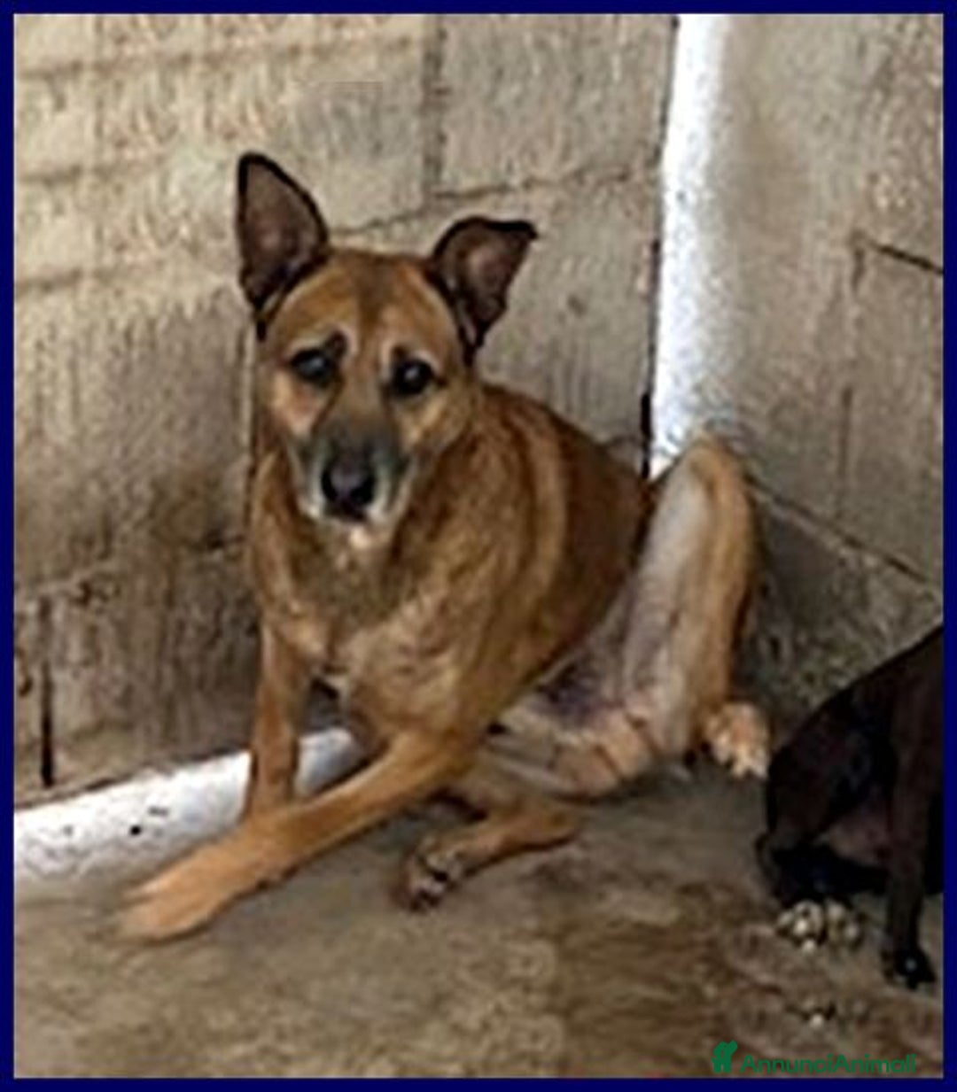 Meticcio cani in regalo: ZICO timido lupacchiotto - Annuncio 3