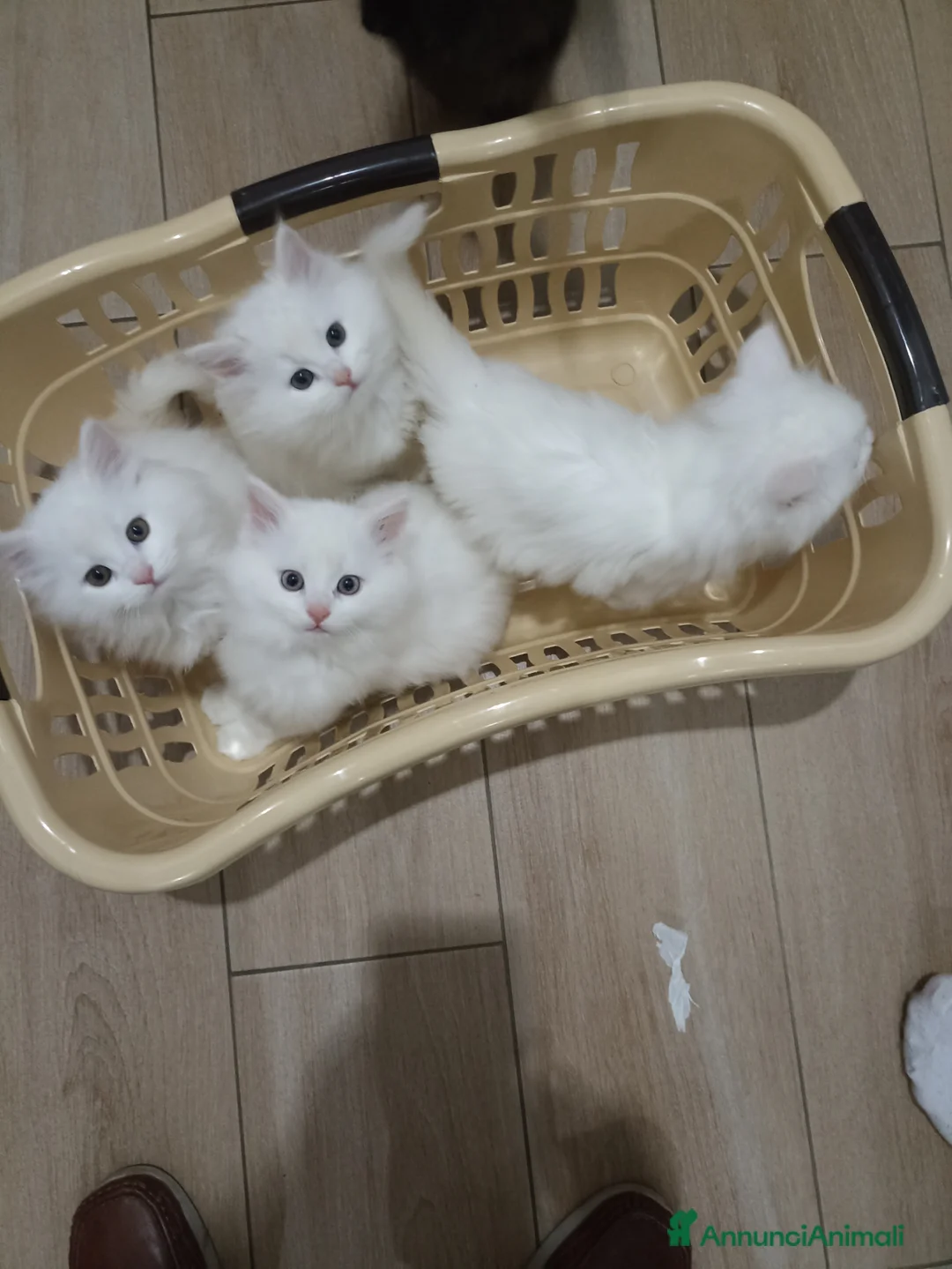 Angora turco gatti in vendita: CUCCIOLATA DI ANGORA TURCO  - Annuncio 5