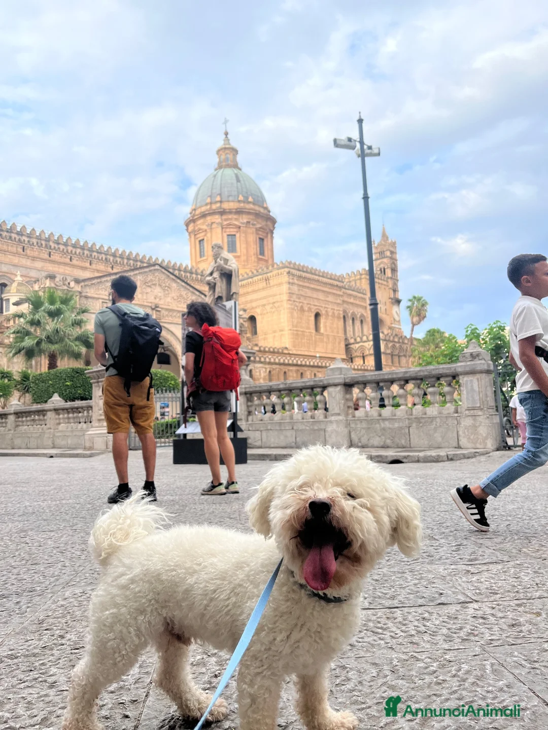 Bichon cani per accoppiamento: Bichon à poil frisè maschio per accoppiamento  - Annuncio 3