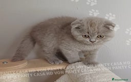 Scottish gatti in vendita: Cucciola Scottish Fold  a Villafranca di Verona - Immagine 3