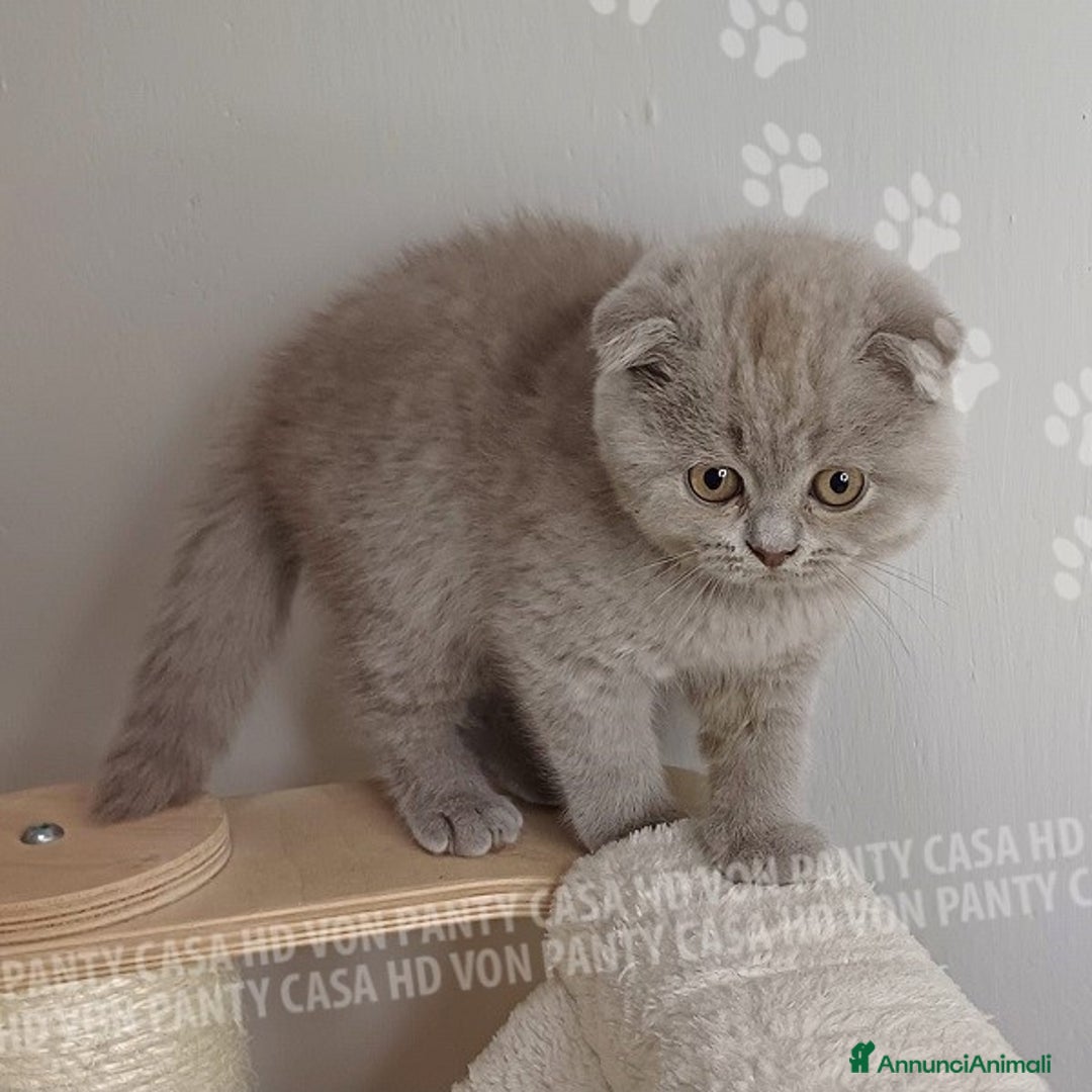 Scottish gatti in vendita: Cucciola Scottish Fold  a Villafranca di Verona - Immagine 3