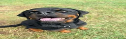 Rottweiler cani in regalo: Agata, dolcissima rottwailer - Annuncio 3