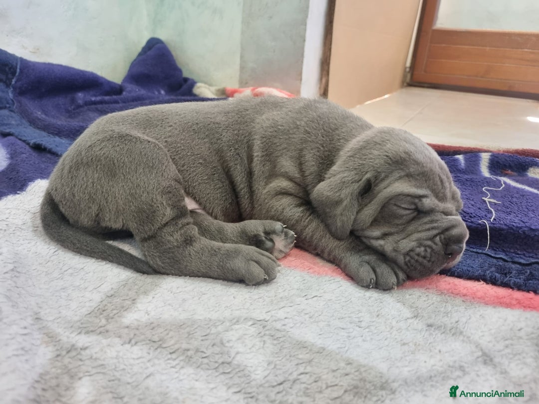 Cane Corso cani in vendita: Cuccioli di cane corso alta genealogia  a Provincia di Verona - Immagine 11