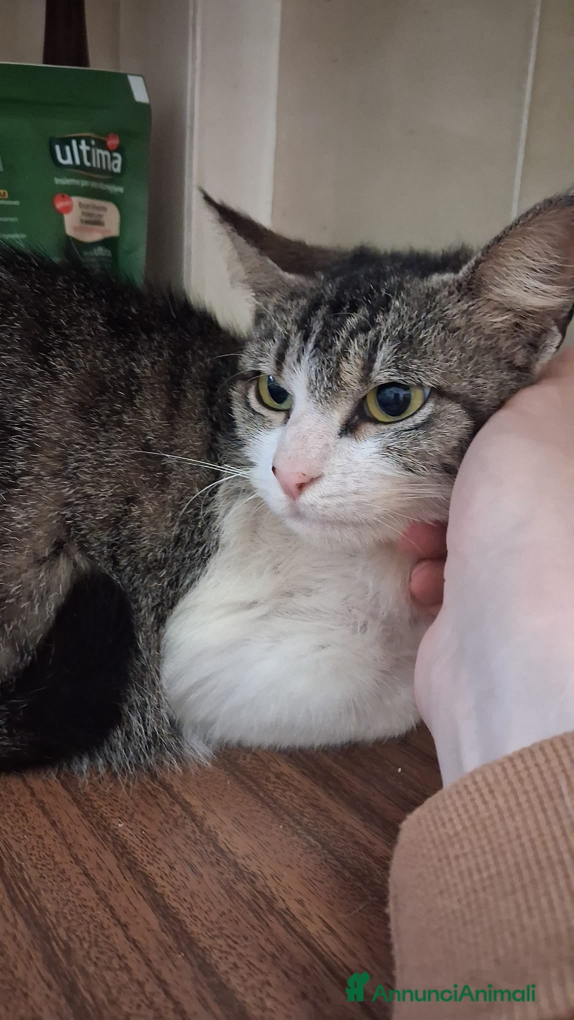 Meticcio gatti GATTA a Provincia di Crotone - Annuncio 1