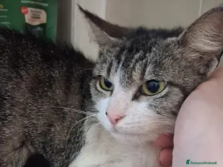 Meticcio gatti GATTA a Provincia di Crotone - Annuncio 1