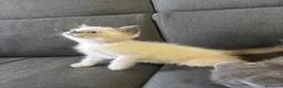 British gatti in vendita: Bellissimi gattini cercano una mamma e un papà - Annuncio 5