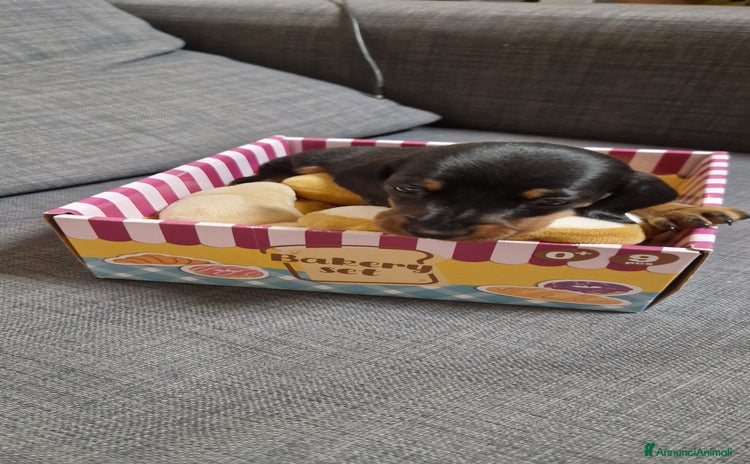 Bassotto cani - Annuncio 1