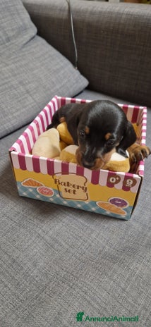 Bassotto cani - Annuncio 1