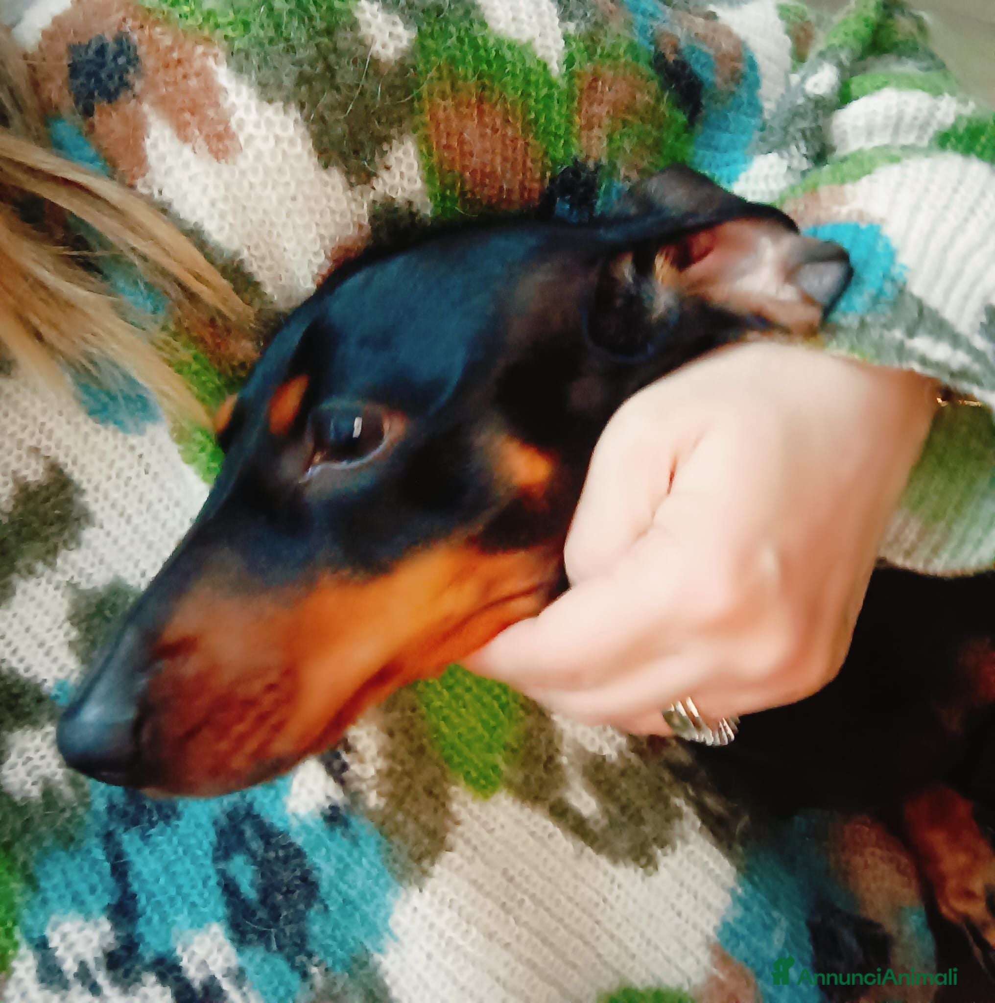 Bassotto cani Bassotta cerca famiglia - Annuncio 1