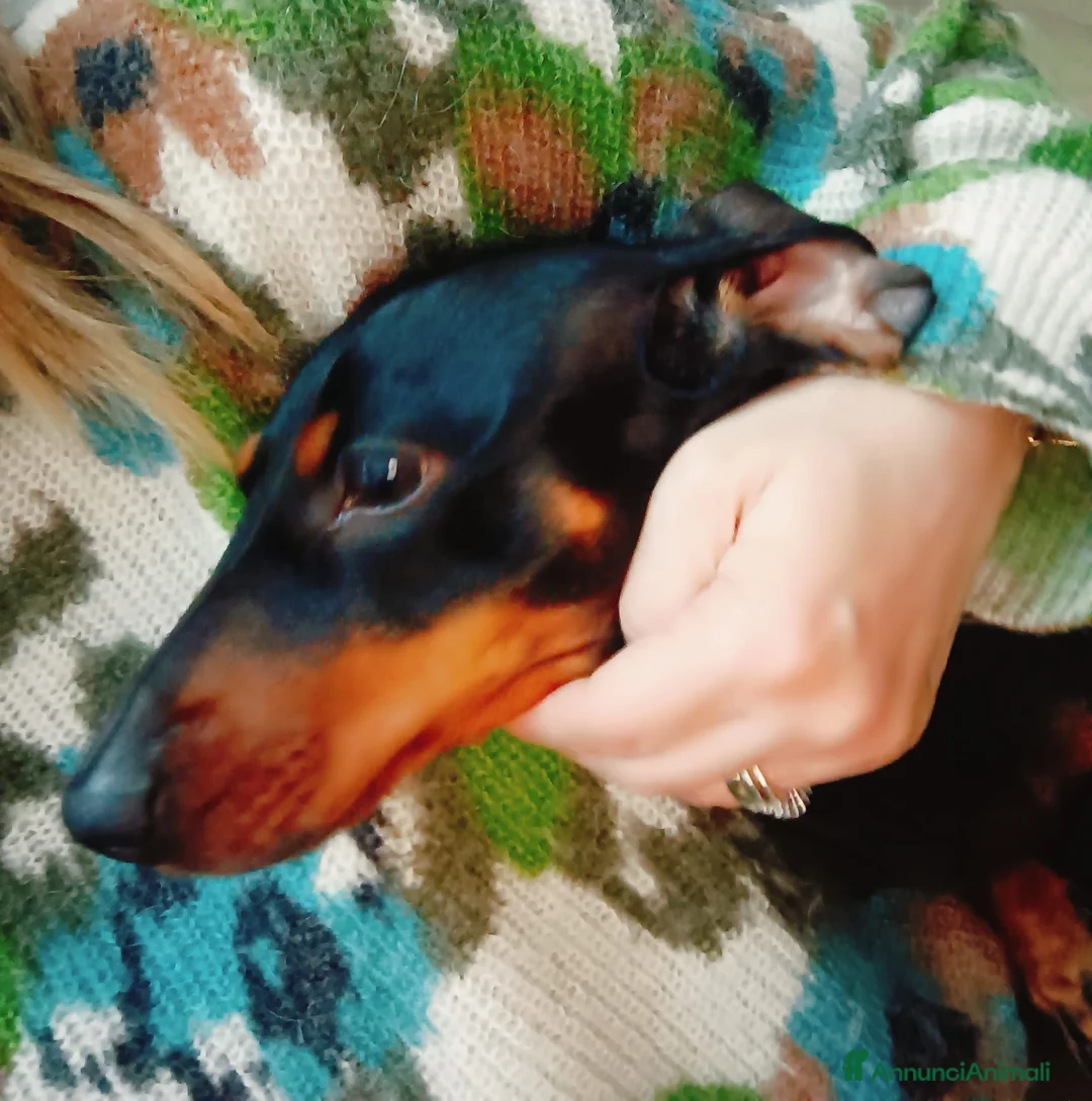 Bassotto cani in regalo: Bassotta cerca famiglia a Provincia di Campobasso - Annuncio 1