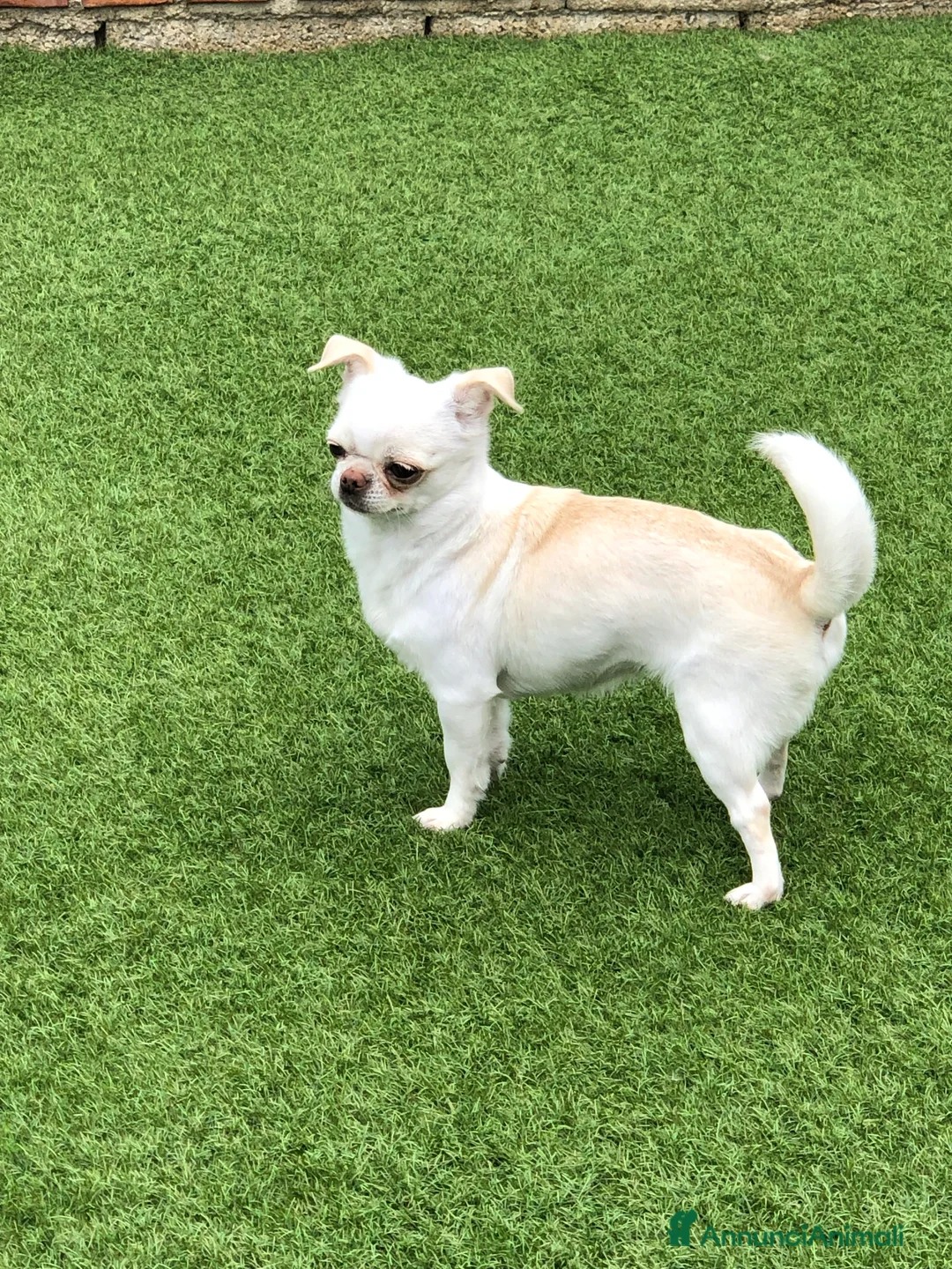 Chihuahua cani in vendita: Femmina a pelo corto  - Annuncio 2