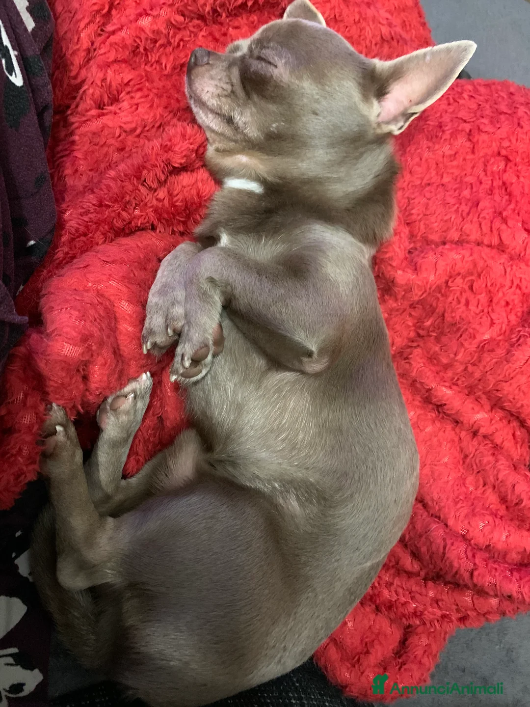 Chihuahua cani per accoppiamento: CHIHUAHUA LILAC DA MONTA DISPONIBILE - Annuncio 6