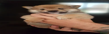Shiba Inu 3