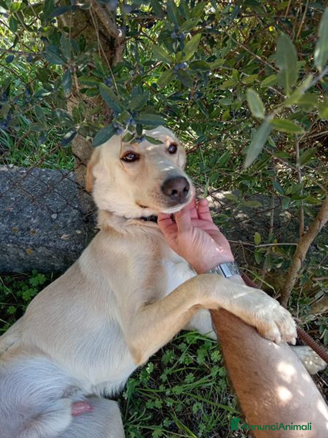 Labrador cani in regalo: Biden, dolcissimo cucciolone simil labrador a Provincia di Latina - Immagine 9