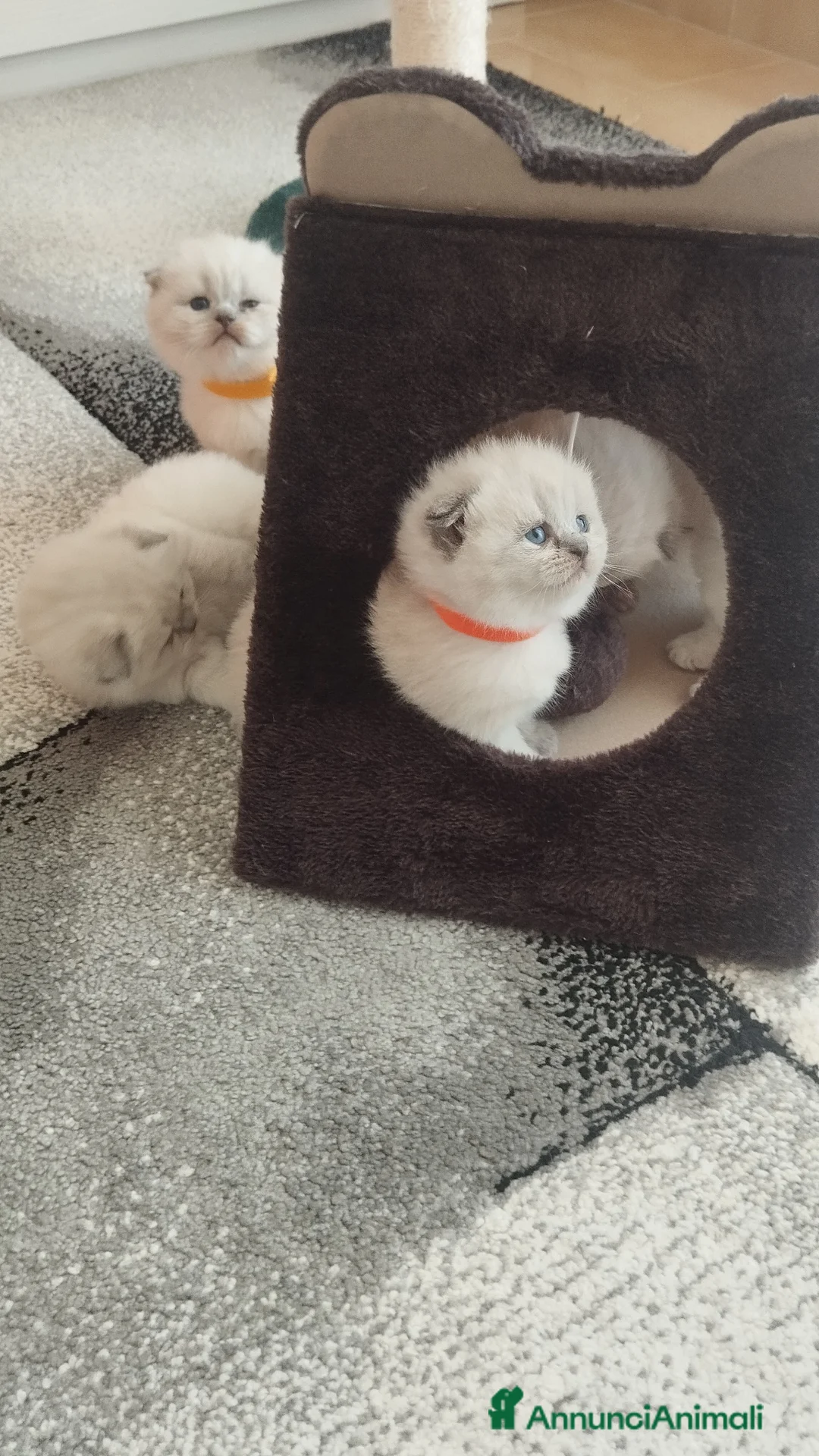 Scottish gatti in vendita: Cuccioli scottish fold e straight - Annuncio 9