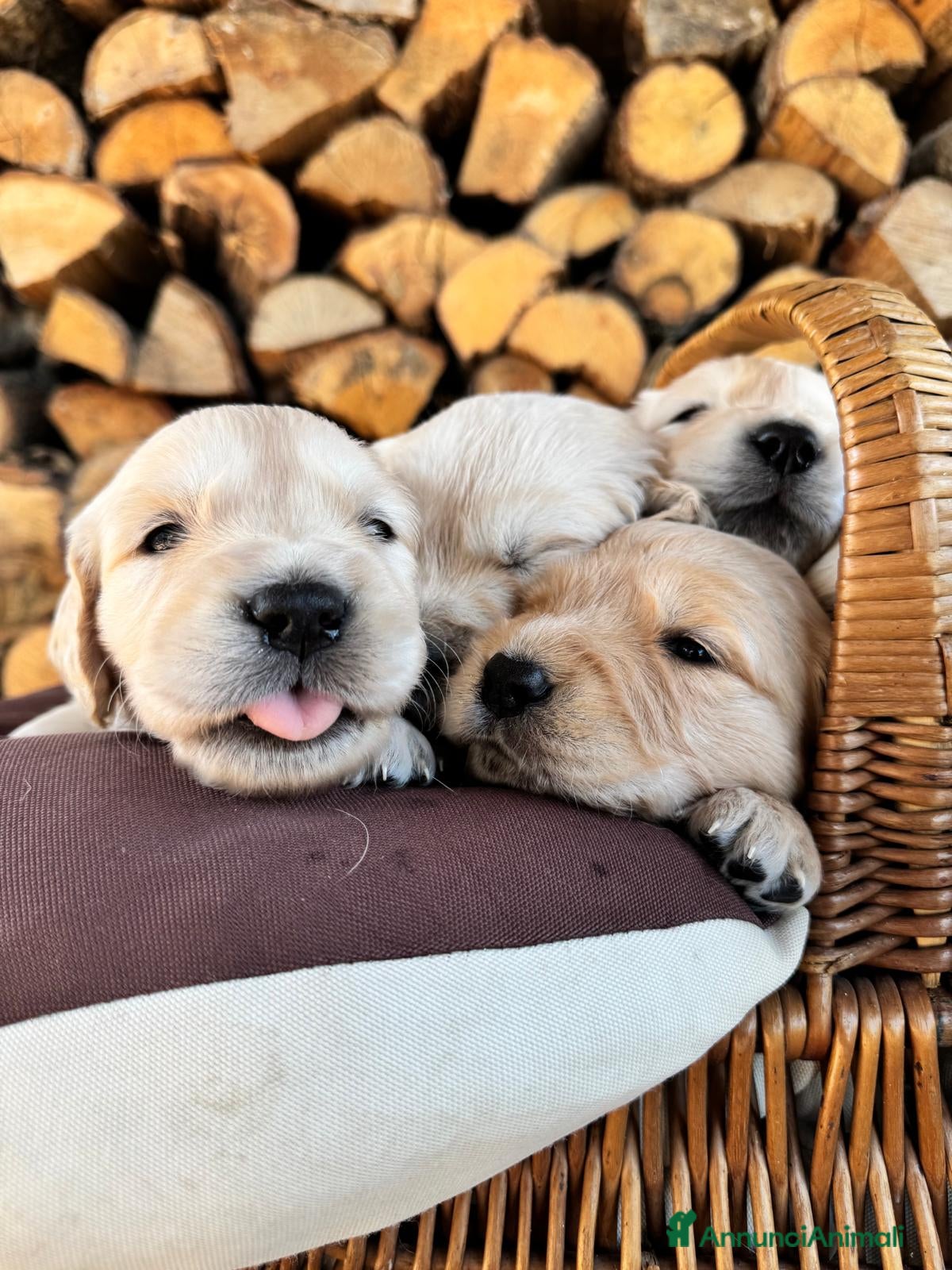 Golden Retriever cani CUCCIOLI DI GOLDEN RETRIEVER DISPONIBILI  - Annuncio 3