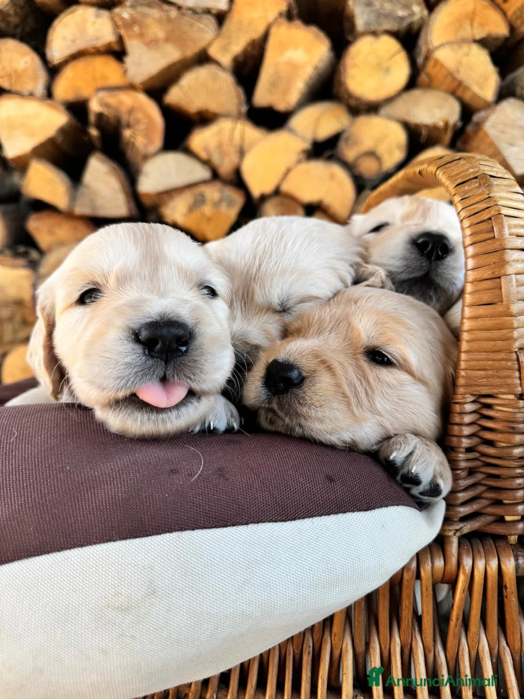 Golden Retriever cani in vendita: CUCCIOLI DI GOLDEN RETRIEVER DISPONIBILI  - Annuncio 1