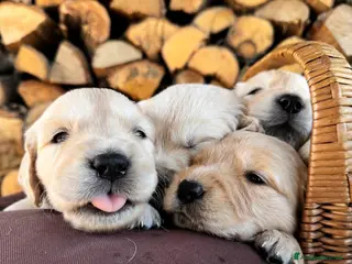 Golden Retriever cani CUCCIOLI DI GOLDEN RETRIEVER DISPONIBILI - Annuncio 3