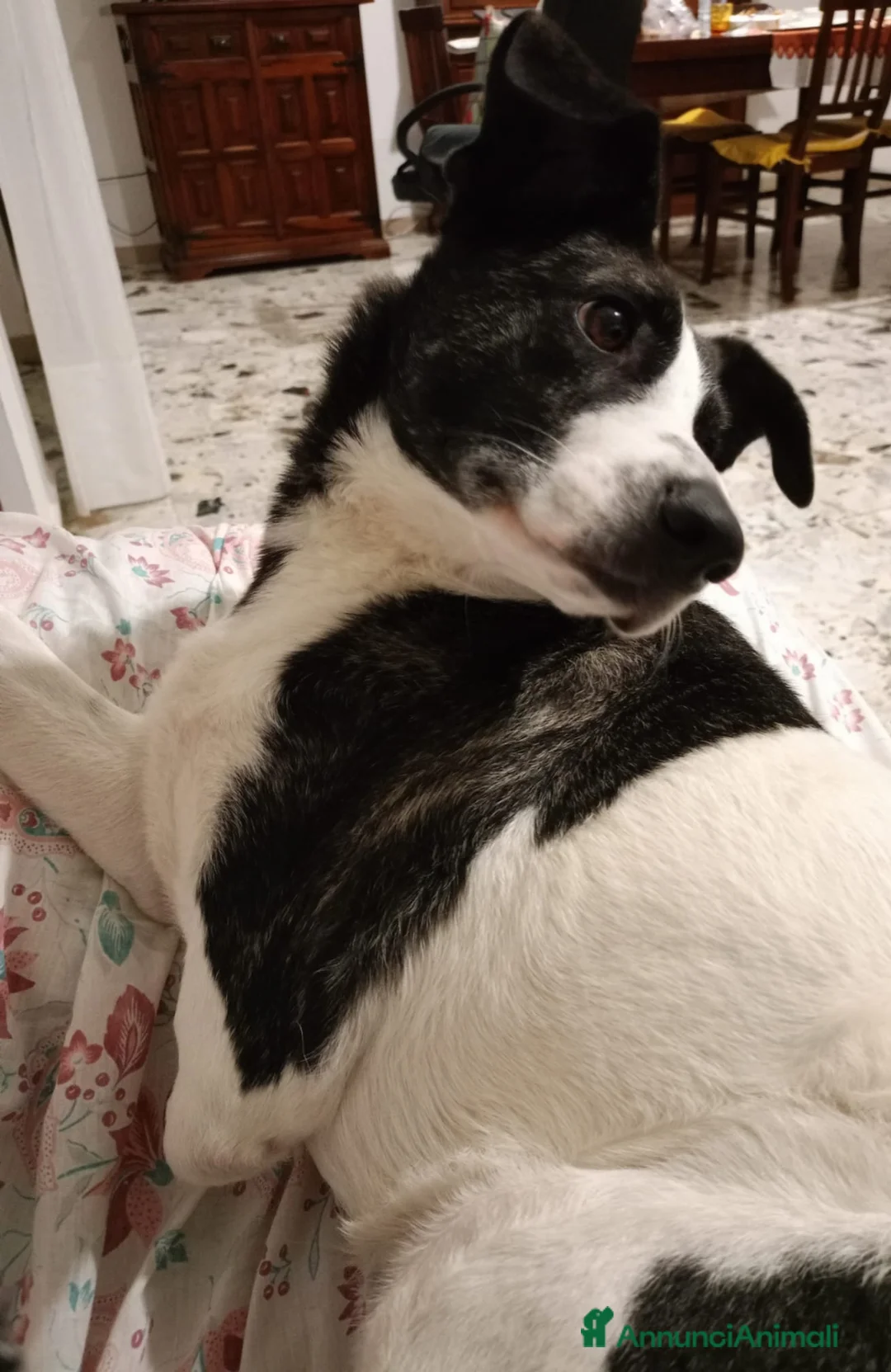 Meticcio cani in regalo: Luce 2anni kg15 TRIPODINA SOS CASA SARDEGNA - Annuncio 2