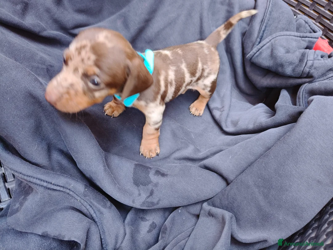 Bassotto cani in vendita: Bassotto Nano Merlè maschio  - Annuncio 5