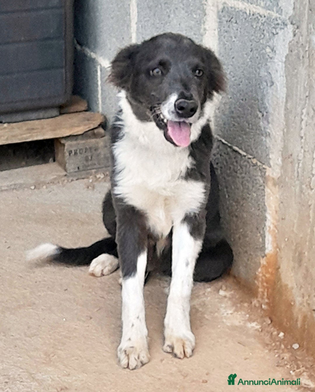Meticcio cani in regalo: Dylan cucciolo in adozione - Annuncio 4