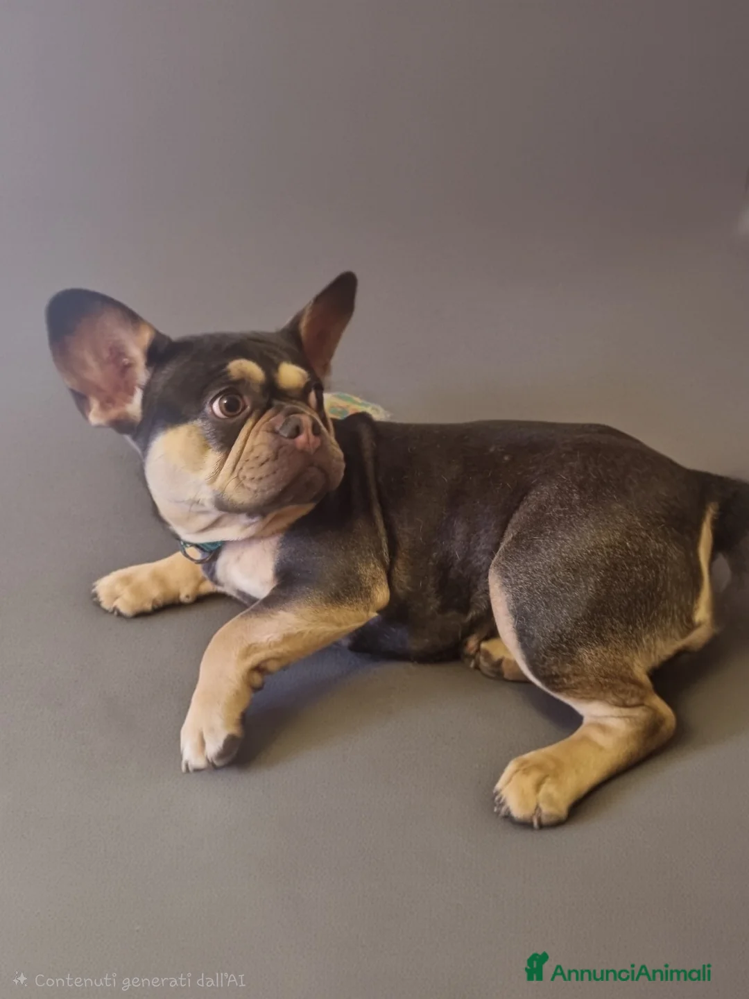 Bulldog Francese cani in vendita: Femmina bulldog francese esotico - Annuncio 2