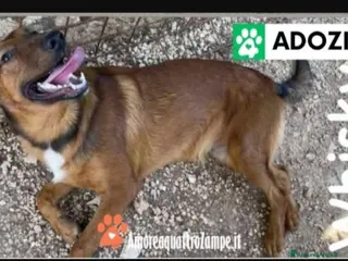 Meticcio cani Mafalda e Wisky 10mesi I MAI SCELTI! GARGANO010 - Annuncio 1