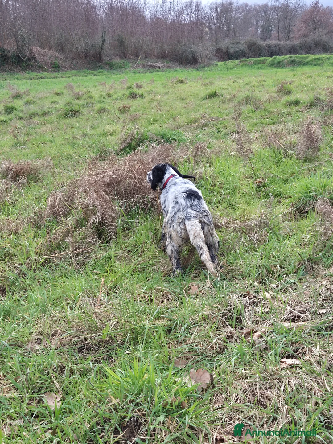 Setter Inglese cani in vendita: Cucciolo setter inglese 6 mesi - Annuncio 2