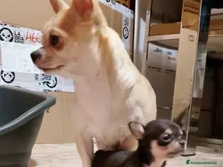 Chihuahua cani Cucciola chihuahua - Annuncio 11
