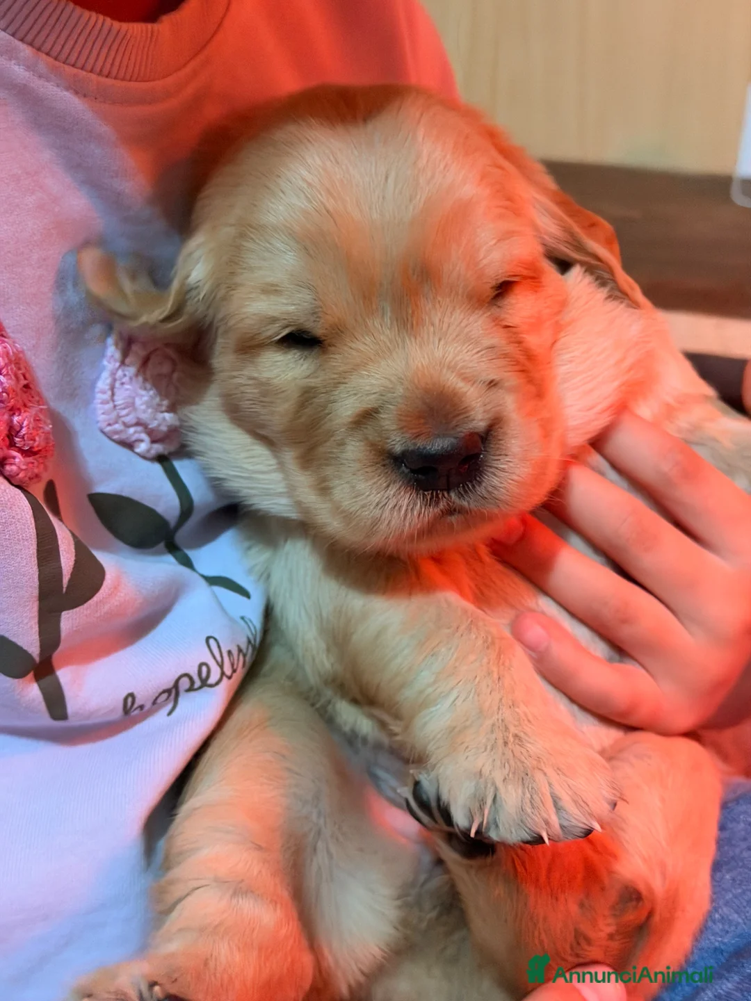 Golden Retriever cani in vendita: Golden Americani -Alta Genealogia 5 stelle  - Annuncio 1