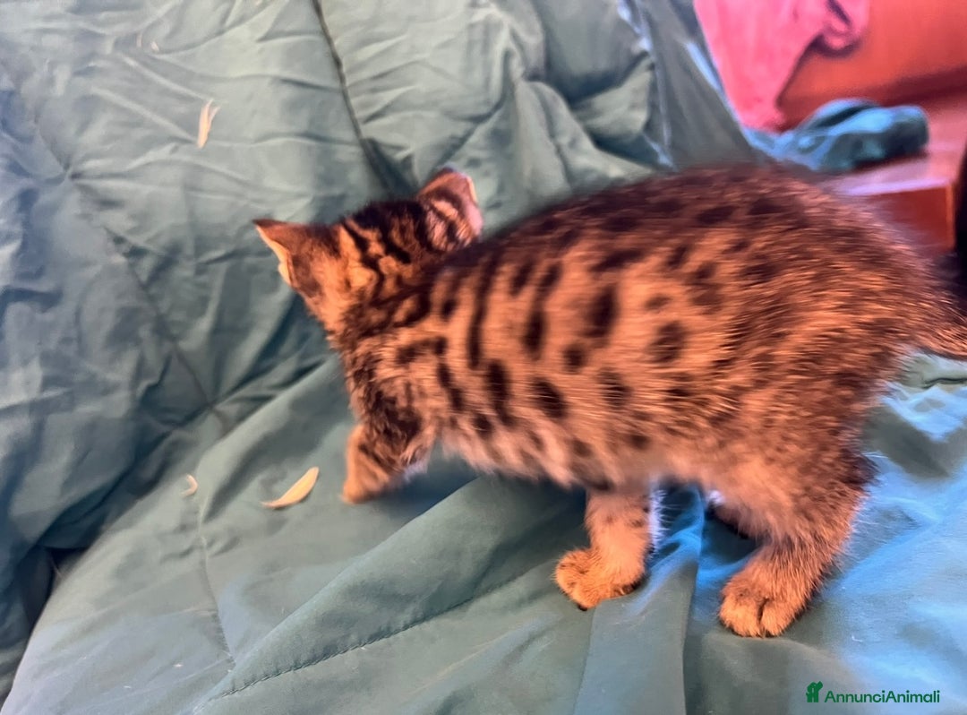Savannah gatti in vendita: Cucciola di Savannah F5 - Annuncio 1
