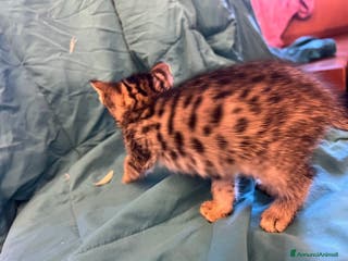 Savannah gatti Cucciola di Savannah F5 - Annuncio 39