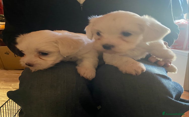 Maltese cani - Annuncio 10