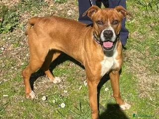 Meticcio cani LENTICCHIA (Lenti) - Annuncio 42