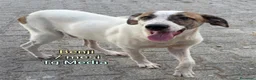 Meticcio cani in regalo: TANTI CUCCIOLI SOLI  a Provincia di Vicenza - Annuncio 6
