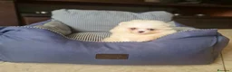 Spitz cani in vendita: Spitz di Pomerania NANO  - Annuncio 6