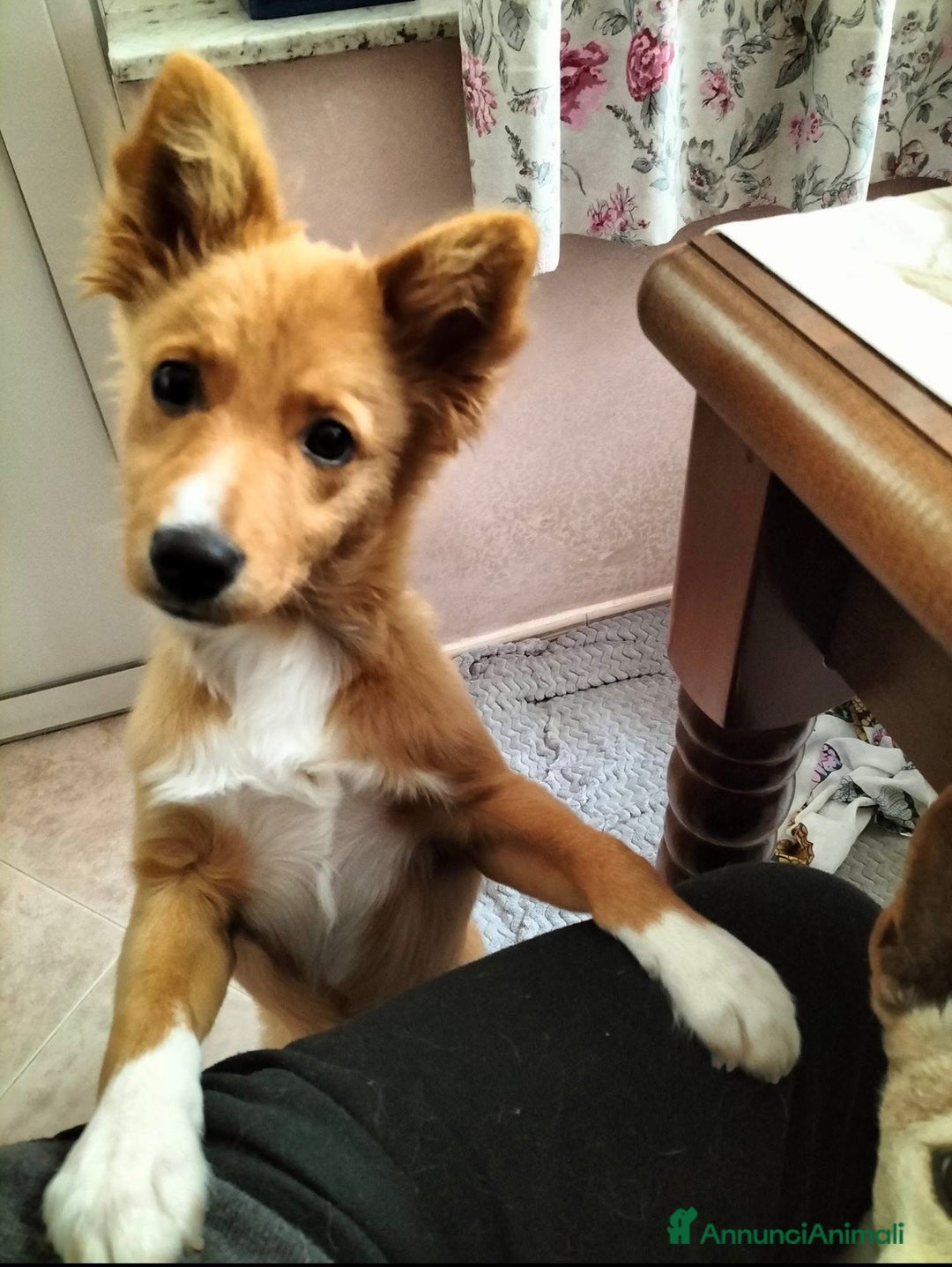 Meticcio cani in regalo: Cookie un cucciolo speciale  - Annuncio 2