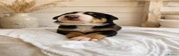 Grande Bovaro Svizzero cani in vendita: Cuccioli di grande bovaro svizzero  - Annuncio 6