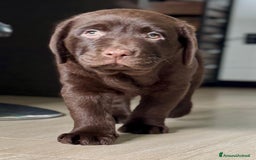 Labrador cani in vendita: Meraviglioso cucciolo di labrador chocolate puro a Città metropolitana di Palermo - Immagine 20